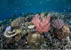 Colourful coral reef in Misool