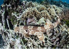epaulette shark