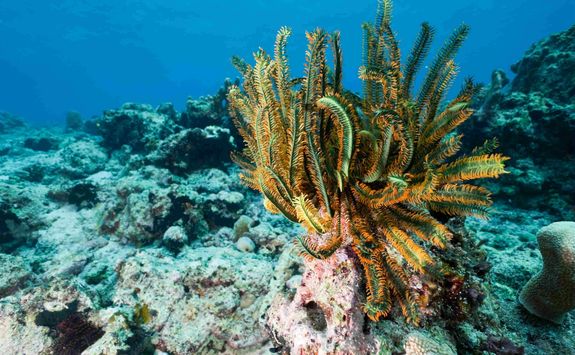 feather star coral