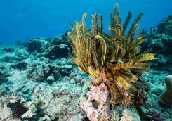 feather star coral
