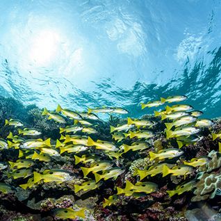 diving in egypt