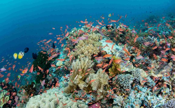 Anthias snorkelling house reef