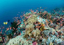 Anthias snorkelling house reef