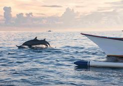 dolphins swimming