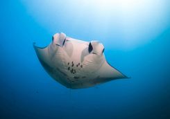Manta Rays in the Maldives