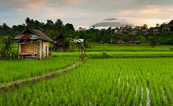 Rice paddies Bali 