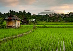 Rice paddies Bali 