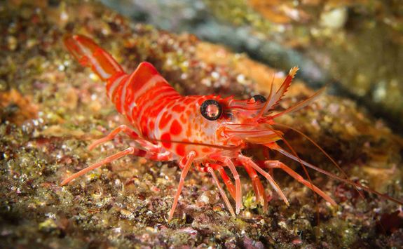 prawn diving azores