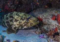 grouper mozambique