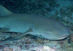shark