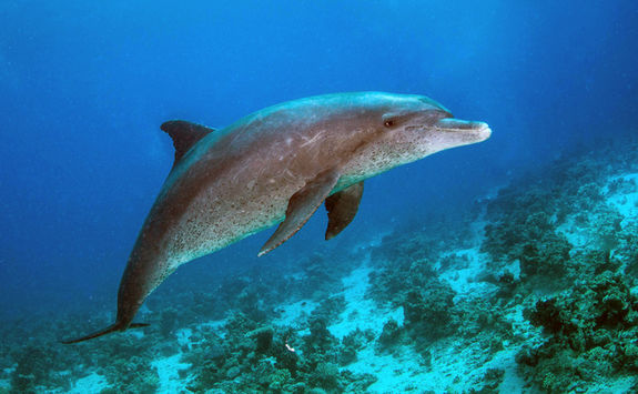 dolphin