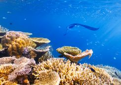 coral manta ray