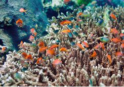 reef fish