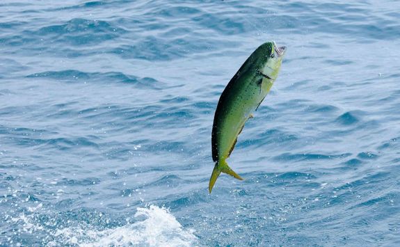 mahi mahi