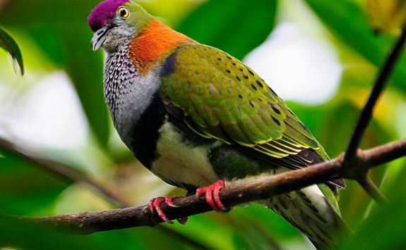 bird fiji