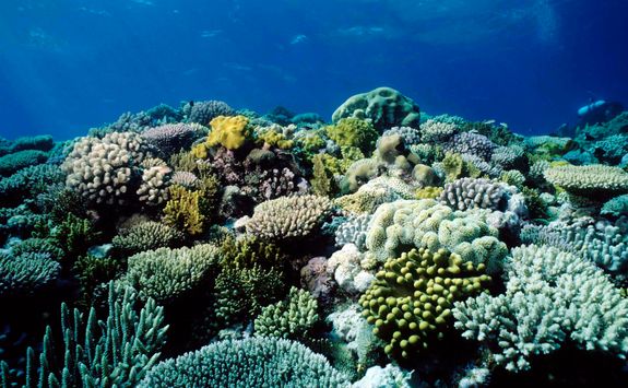 coral garden