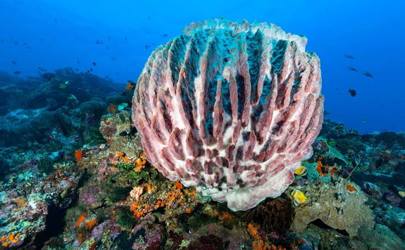 barrel sponge