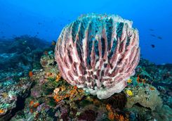 barrel sponge