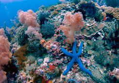coral blue star fish 