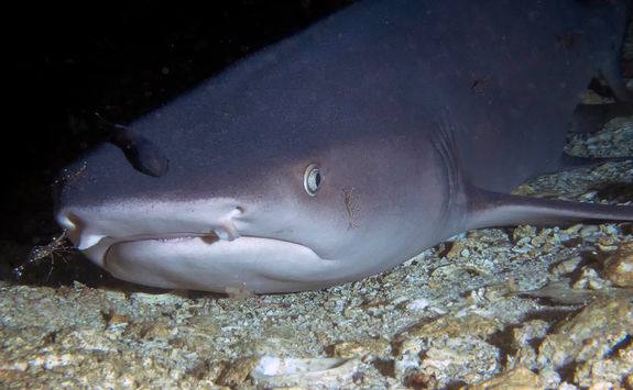 sharks close up 