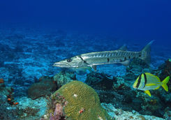 barracuda