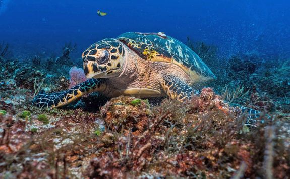 turtle dive