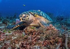 turtle dive