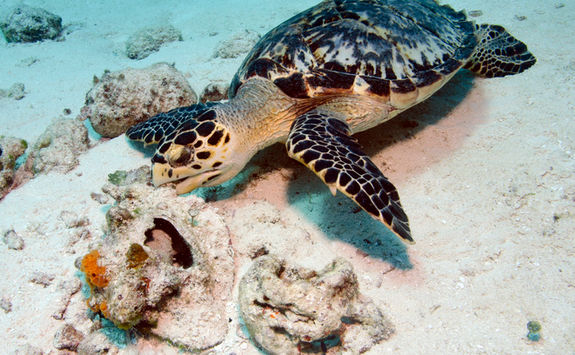 turtle
