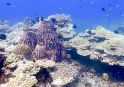 el nido coral