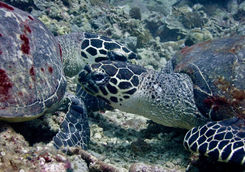 turtles