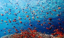 Coral reef, Indonesia