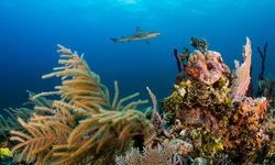 Coral reef Bahamas