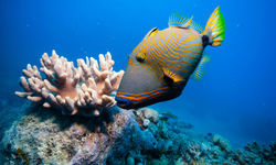 Triggerfish, Madagascar