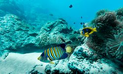 Colourful fish