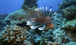 Diving with Lionfish, French Polynesia