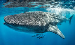 Whale Shark Underwater