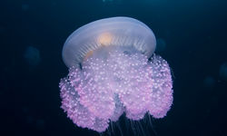 Jellyfish Underwater, Micronesia