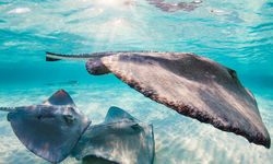 Diving in Cayman 