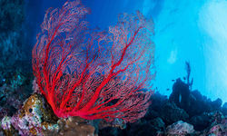 Diving in Italy