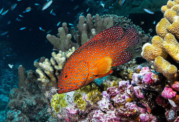 grouper
