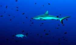 silvertip shark