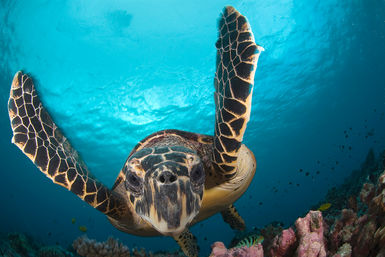 Turtle swimming