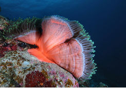red anemone
