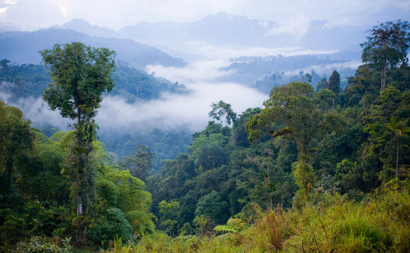 ecuador rainforest and clouds view 