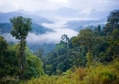 ecuador rainforest and clouds view 