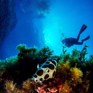 nudibranch gozo