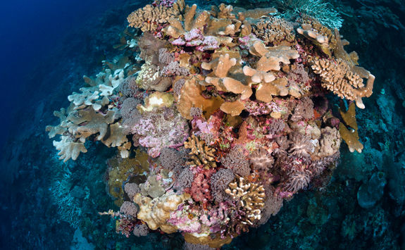 coral reef