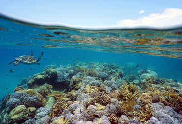 shallow reef