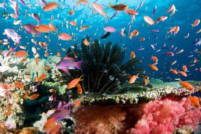 coral reef Fiji