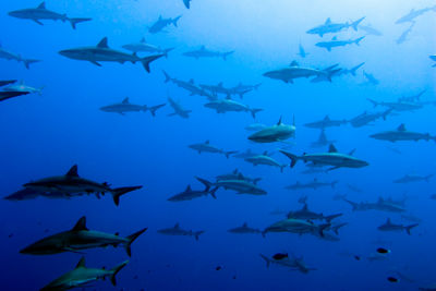 Tiputa Pass sharks